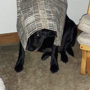 Meet your Posher, Toni